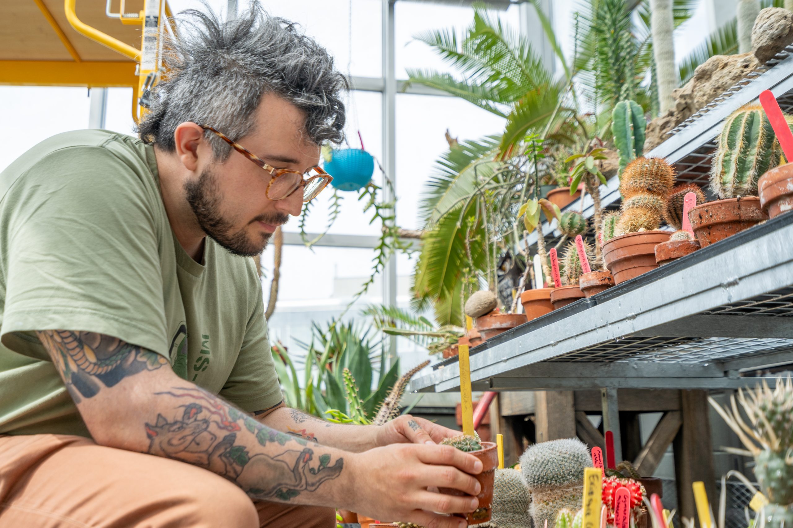 A man in a greenhouse wearing glasses, a t-shirt and khaki pants inspects a two tiered shelf covered in plant pots. 